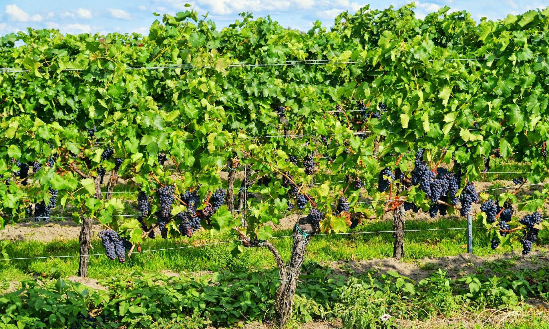 Weinreben Pfalz